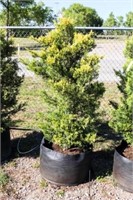 Golden Leyland Cypress