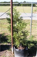 Green Leyland Cypress