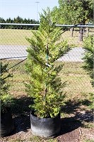 Green Leyland Cypress