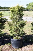 Golden Leyland Cypress