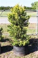 Golden Leyland Cypress