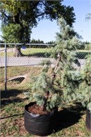 Blue Ice Cypress