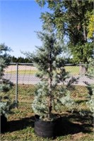 Blue Ice Cypress