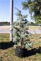 Blue Ice Cypress