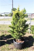 Golden Leyland Cypress