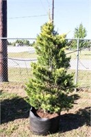 Golden Leyland Cypress