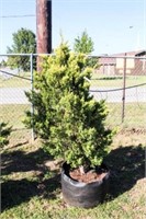 Golden Leyland Cypress