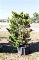 Golden Leyland Cypress