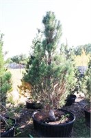 Arnold Sentinel Pine