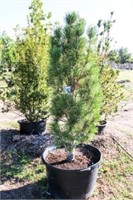 Arnold Sentinel Pine