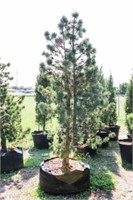 Tannenbaum Dwarf Mogel Pine