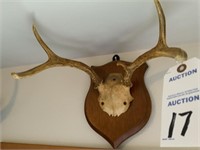 DEER MOUNT