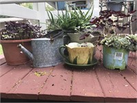 PLANTS AND CONTAINERS