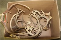 Box Mule and Whitetail Antlers