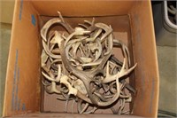 Box of Whitetail Antlers