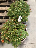 Pair of mum plants, orange