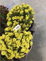 Pair of mum plants, yellow