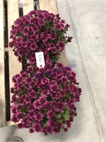 Pair of mum plants, purple