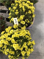 Pair of mum plants, yellow