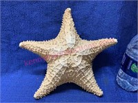 Large star fish 10in wide
