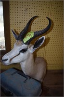 African Gazelle mount