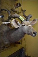 BMFER Antelope mount