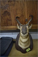 Antelope mount, from Western NE
