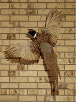 Ringneck Pheasant Taxidermy Wall Mount