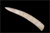 Eskimo / Inuit Polished Walrus Tusk Ivory
