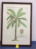 Banana Tree Lithograph by G.D.Ehret Delin & Sculp