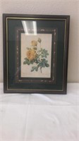 2 P.J.  Redoute framed and matted prints. Rosa