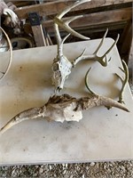 Horns and Antlers