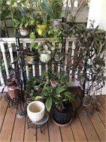 Potted plants w/metal plant stands