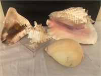 5 Shells, To include Conchs and More