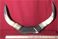 Early Set of Bull Horns