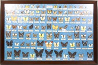 20TH C. FRAMED TAIWANESE BUTTERFLY SPECIMENS