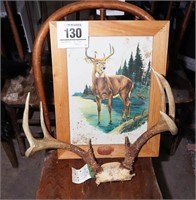 Set of antlers 17" spread w/ framed metal deer...