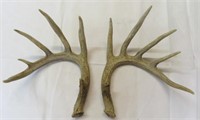 Shed-Whitetail antlers-huge-matching-12 points