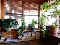 (6) Live Indoor Plants