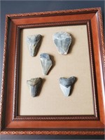 Framed fossils