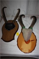 2 Antelope horn mounts