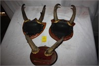 3 Antelope horn mounts