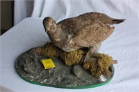 Grouse mount