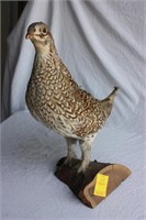Grouse mount