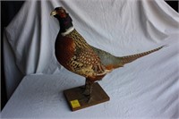 Pheasant mount