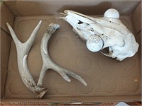 DEER ANTLERS & SKULL