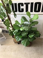 Two floor plants