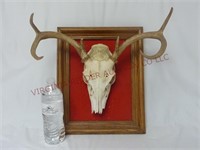 Antlered Deer Skull ~ 6-Point Buck w/ Felted Frame