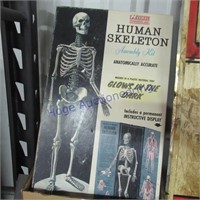Human Skeleton assembly kit, opened