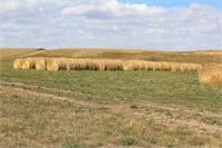 2020 1st Cutting Alfalfa/Grass Hay - 32 Bales